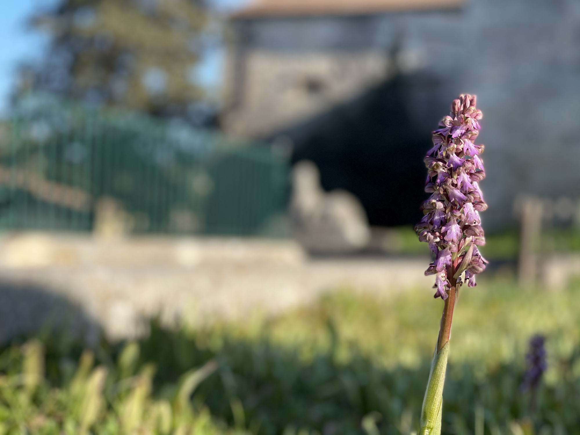 Les fleurs du jardin classé du domaine de Bocaud