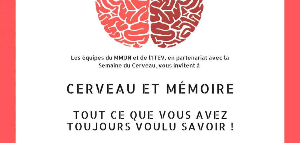 Cerveau et Mémoire : tout ce que vous avez toujours voulu savoir