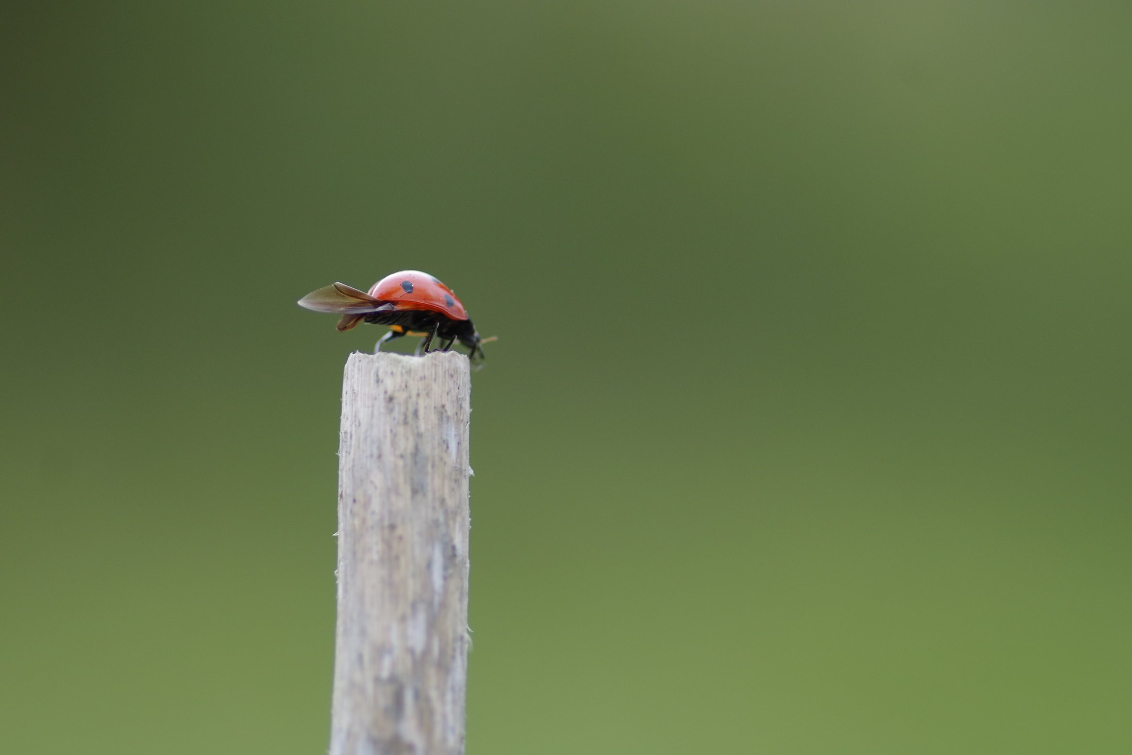 Retour en images : Inventaire de la biodiversité 4