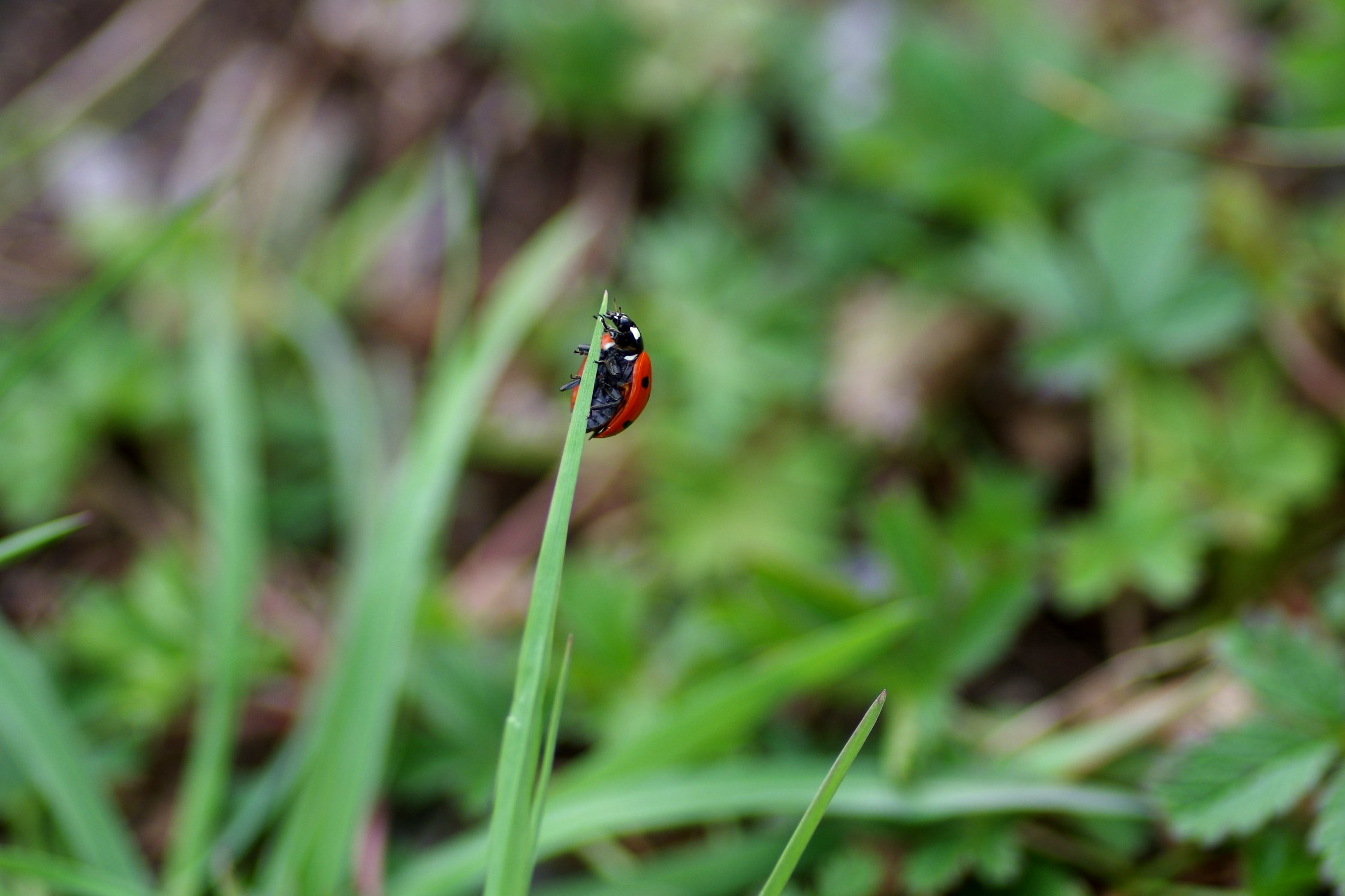 Retour en images : Inventaire de la biodiversité 5