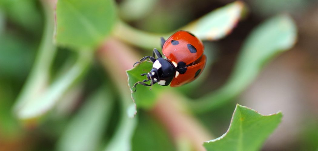 Retour en images : Inventaire de la biodiversité 6