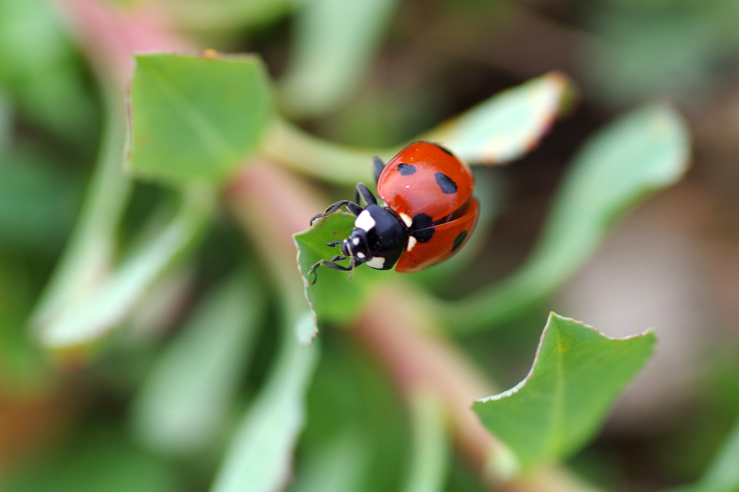 Retour en images : Inventaire de la biodiversité 6