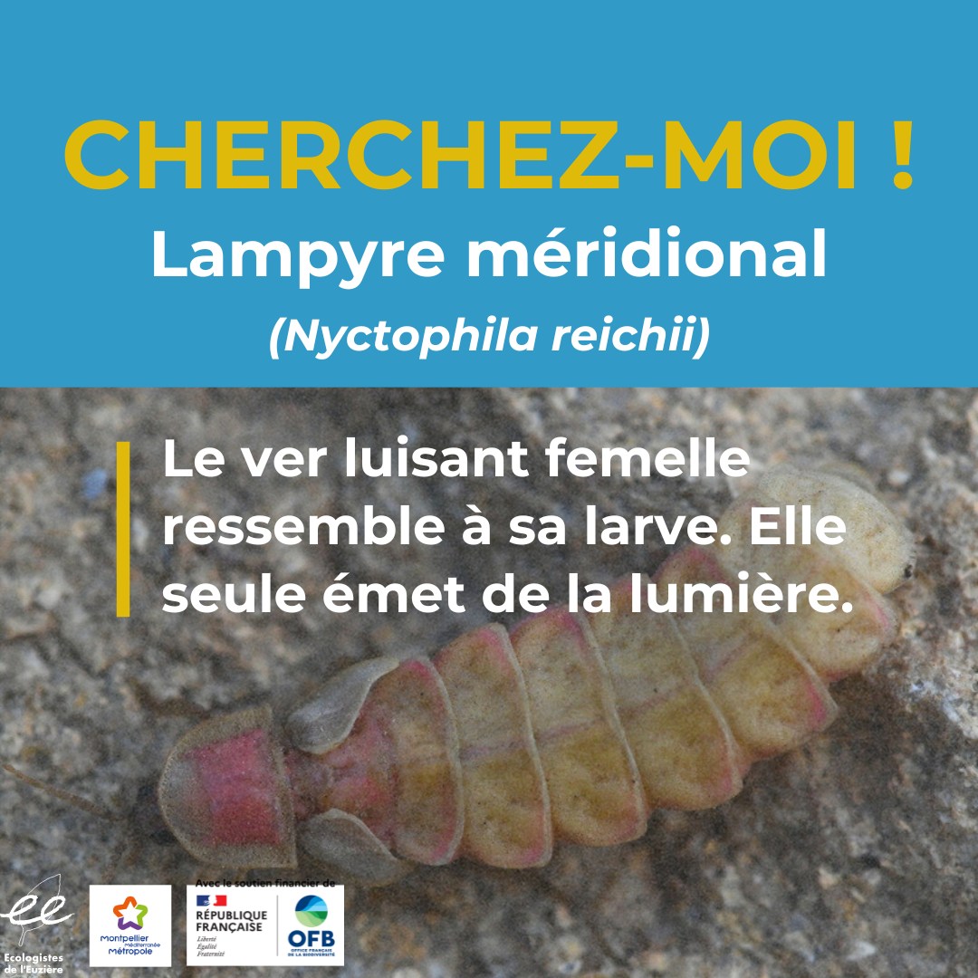 A la recherche des vers luisants ! 1