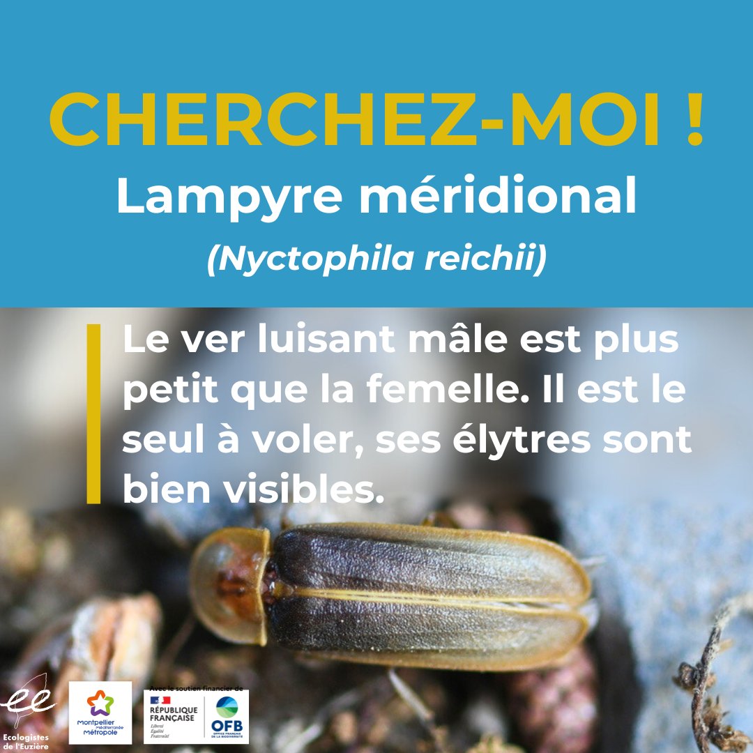 A la recherche des vers luisants ! 2