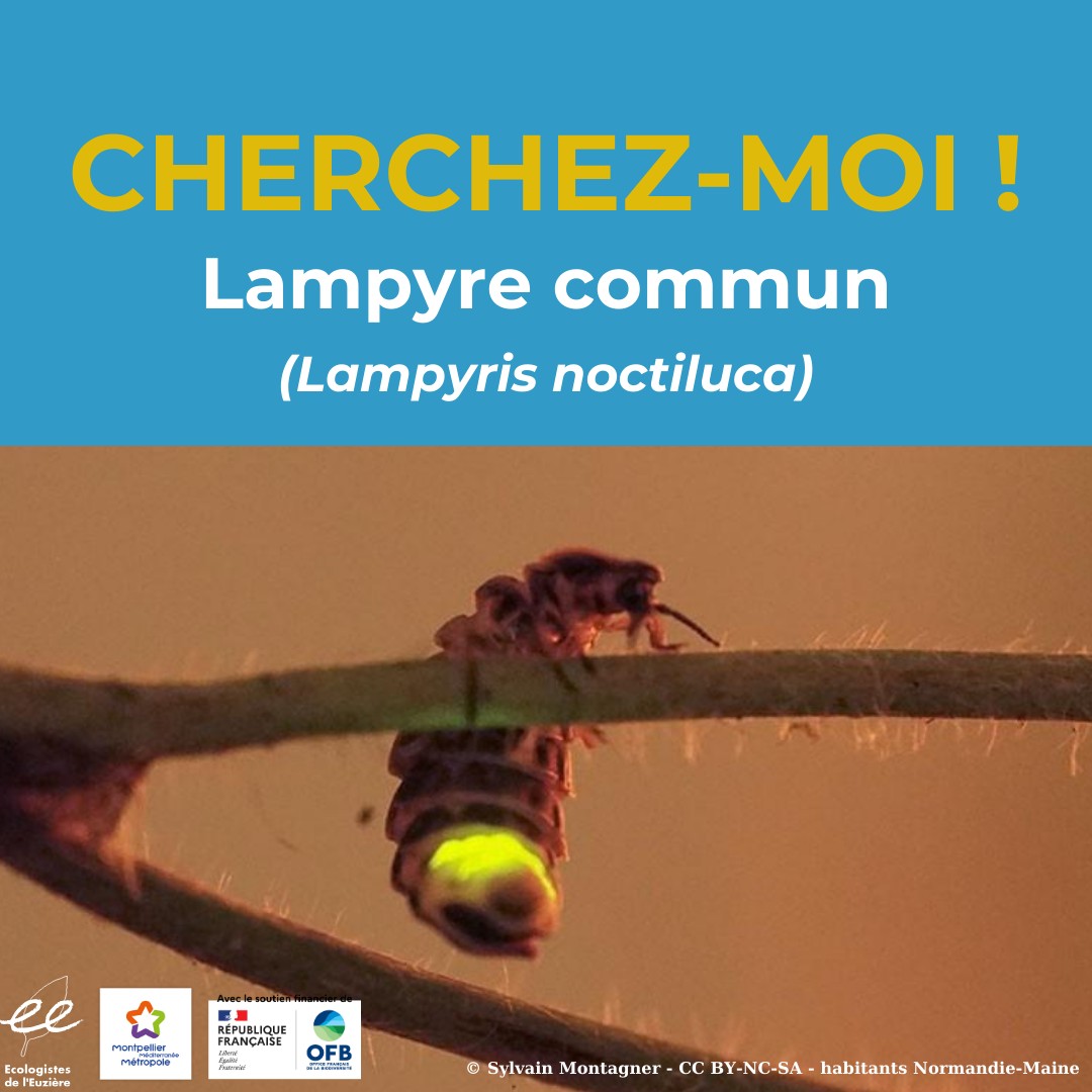 A la recherche des vers luisants !