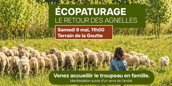 Ecopâturage : venez accueillir les agnelles sur le terrain de la Goutte !