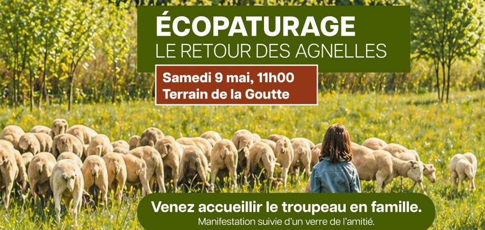 Ecopâturage : venez accueillir les agnelles sur le terrain de la Goutte !