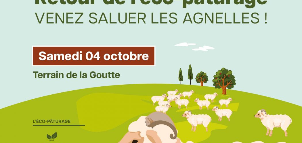 Ecopaturage : 50 agnelles à Jacou 1