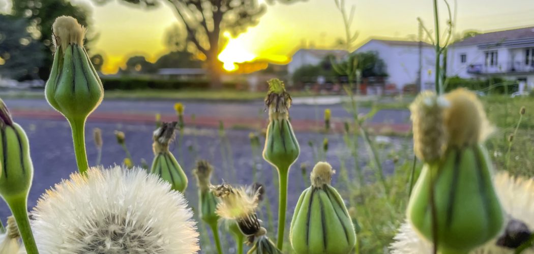 Safari de fleurs en milieu urbain 1
